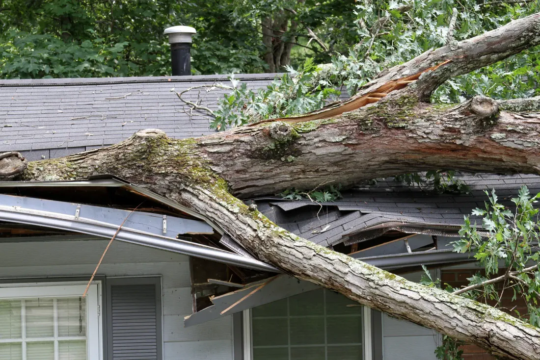 A large tree fallen across the roof of a single-story house, crushing the eave, after a storm