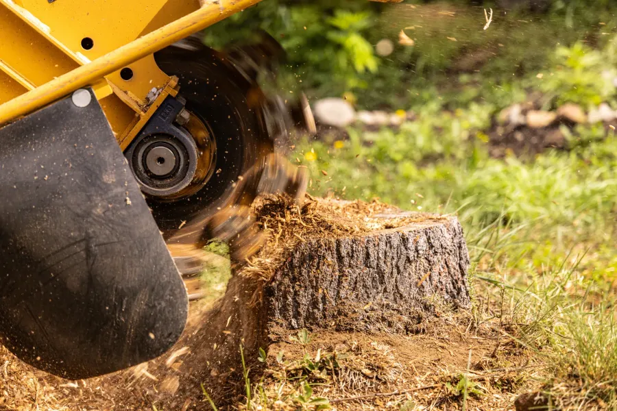 A stump grinder's cutting wheel chewing through a tree stump, throwing wood chips across the lawn