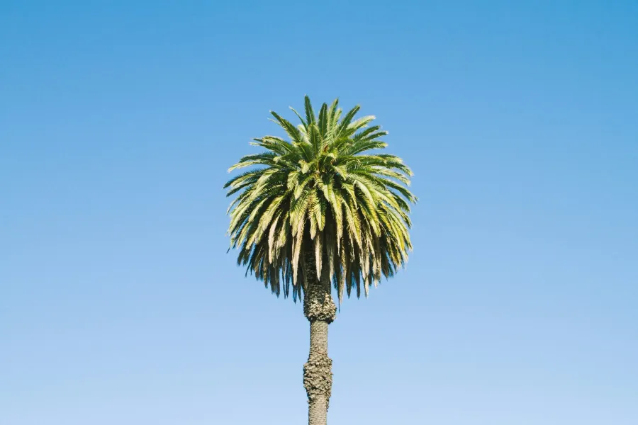 A tall fan palm with a freshly trimmed crown of green fronds against a clear blue sky